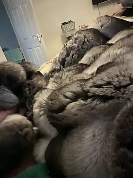 Furdale online show from February 2026 01:31:02 PM