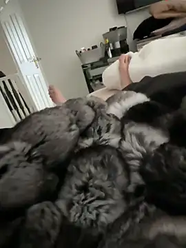 Furdale online show from March 2026 12:44:01 PM