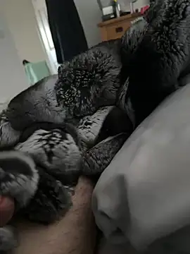 Furdale online show from April 2026 06:01:02 PM