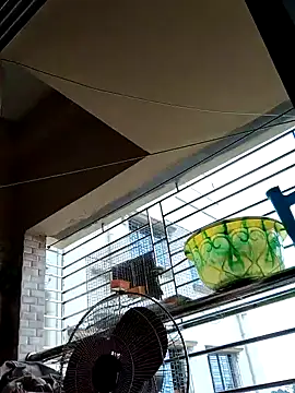 Snapshot of sanjib-1234 chatting on September 2025 04:14:02 AM sanjib-1234 online show from September 2025 04:14:02 AM