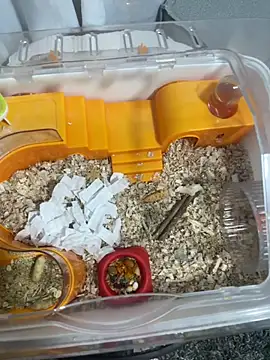 Snapshot of Im_sophiie chatting on February 2026 06:43:02 AM Im sophiie online show from February 2026 06:43:02 AM