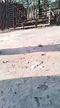 Pitercom online show from March 2025 07:12:02 AM