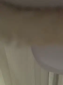 Snapshot of GHsveter chatting on March 2026 10:37:02 AM GHsveter online show from March 2026 10:37:02 AM