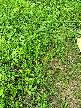 kummuduabbai online show from September 2025 08:25:01 AM