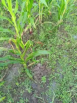 kummuduabbai online show from March 2026 01:11:01 AM