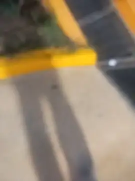 sagrado 1989 online show from February 2026 01:47:02 AM