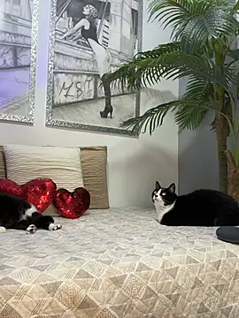 Mau White online show from February 2026 02:08:02 AM